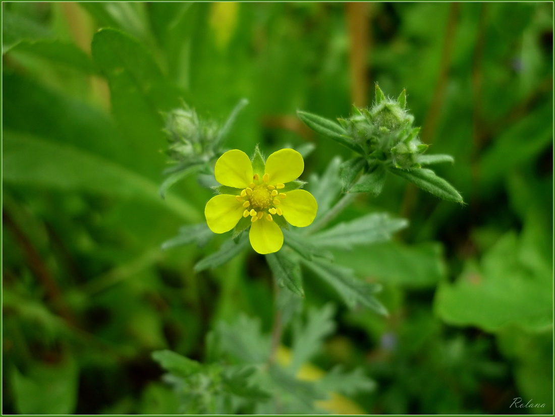 Image of Potentilla argentea specimen.