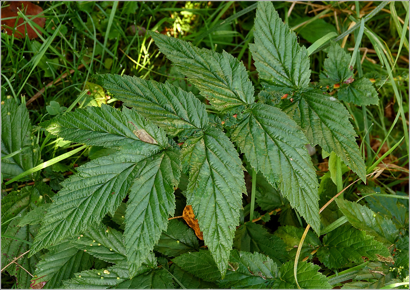 Изображение особи Filipendula ulmaria.