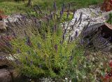 Hyssopus officinalis
