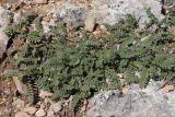 Astragalus sinaicus