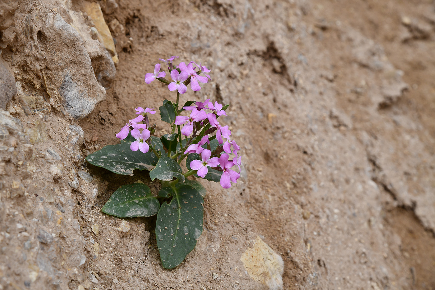 Image of Spryginia crassifolia specimen.