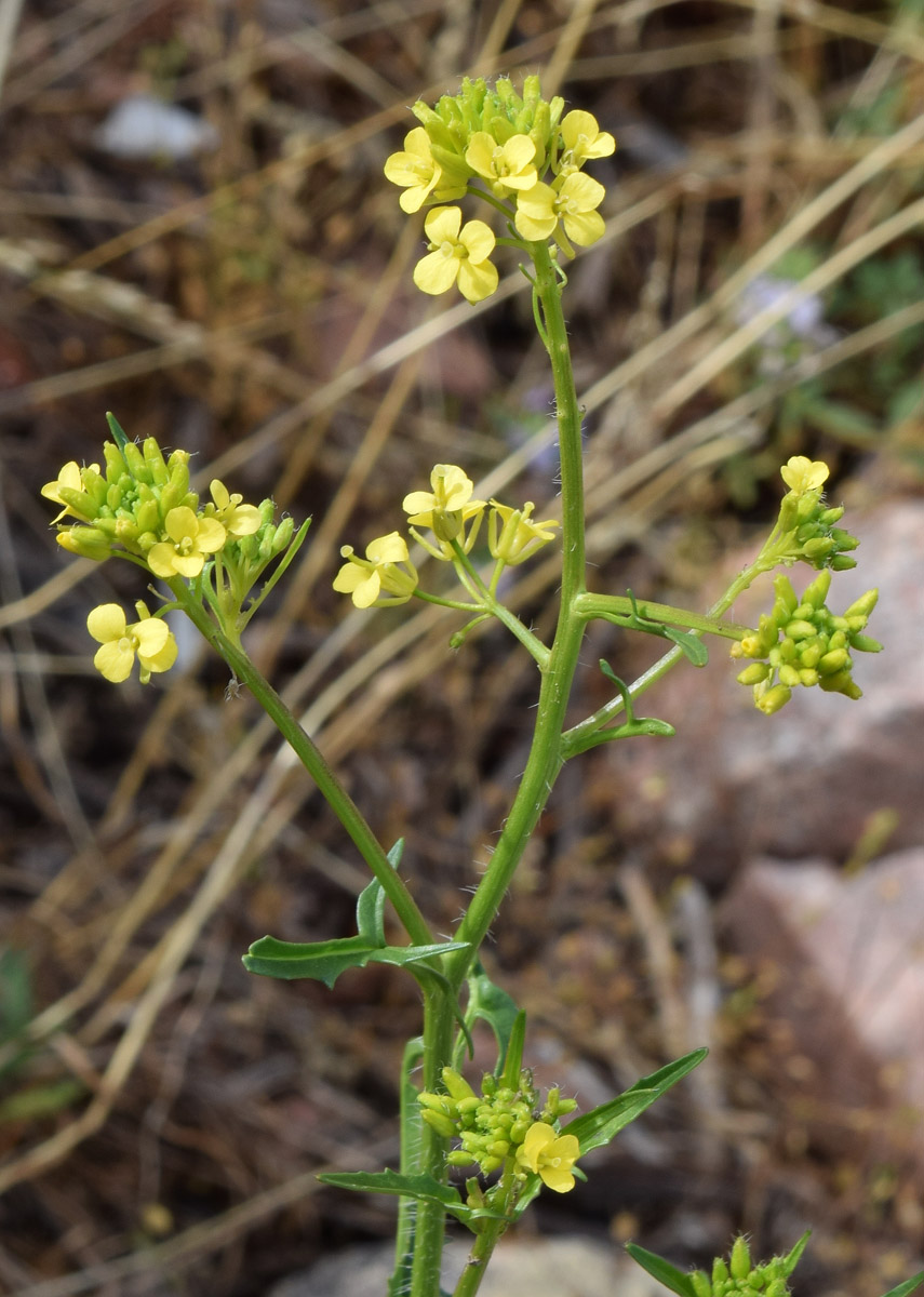 Изображение особи Sisymbrium loeselii.