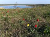 Tulipa suaveolens. Цветущие растения. Ростовская обл., Октябрьский р-н, дол. р. Аюта, степной склон берега пруда Терновый яр. 17.04.2025.