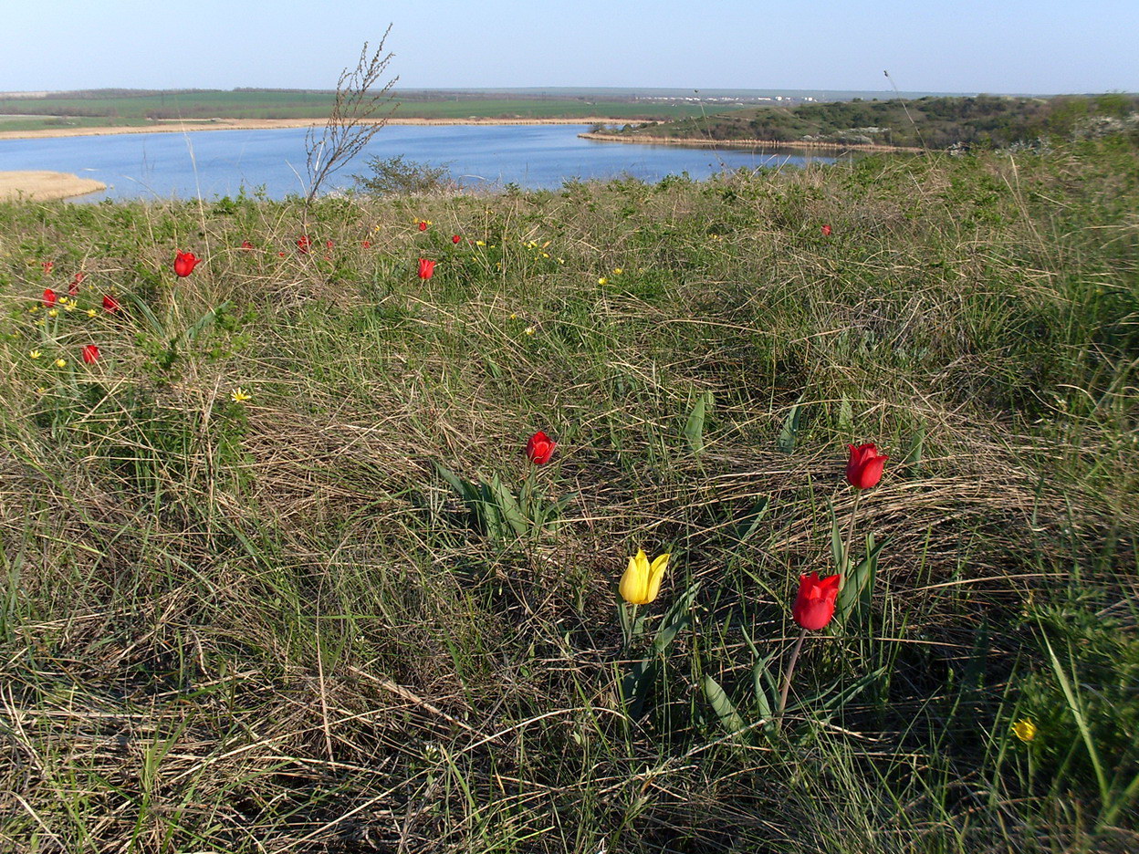 Image of Tulipa suaveolens specimen.
