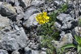 Erysimum amurense. Цветущее растение. Приморский край, окр. пос. Дунай, каменистый склон мыса в бух. Круглой. 24.05.2025.
