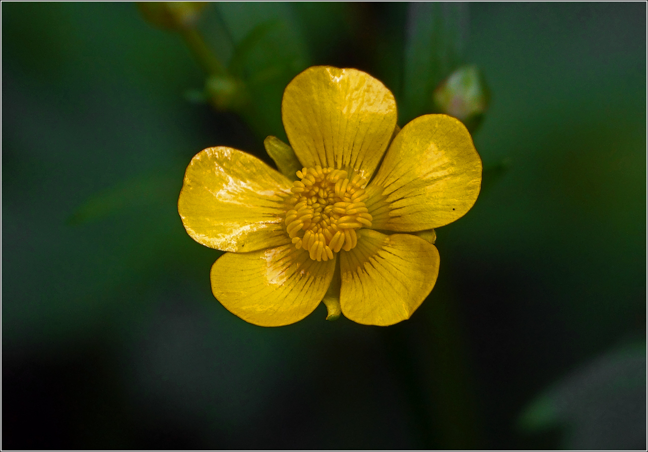 Изображение особи Ranunculus cassubicus.