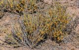 Ephedra dahurica. Растения с микростробилами. Китай, пров. Ганьсу, Инопланетная дол., ≈ 1500 м н.у.м., каменистый сухой склон. 04.06.2025.