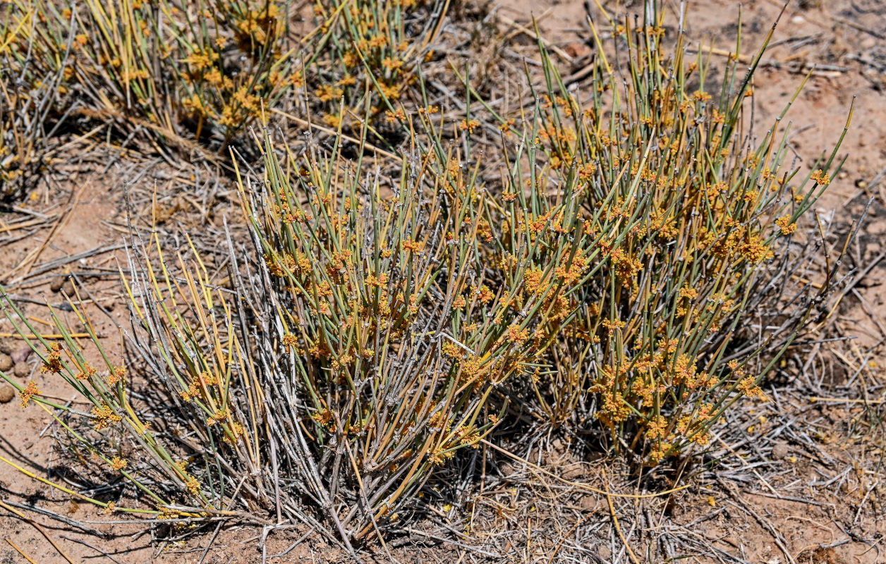 Изображение особи Ephedra dahurica.