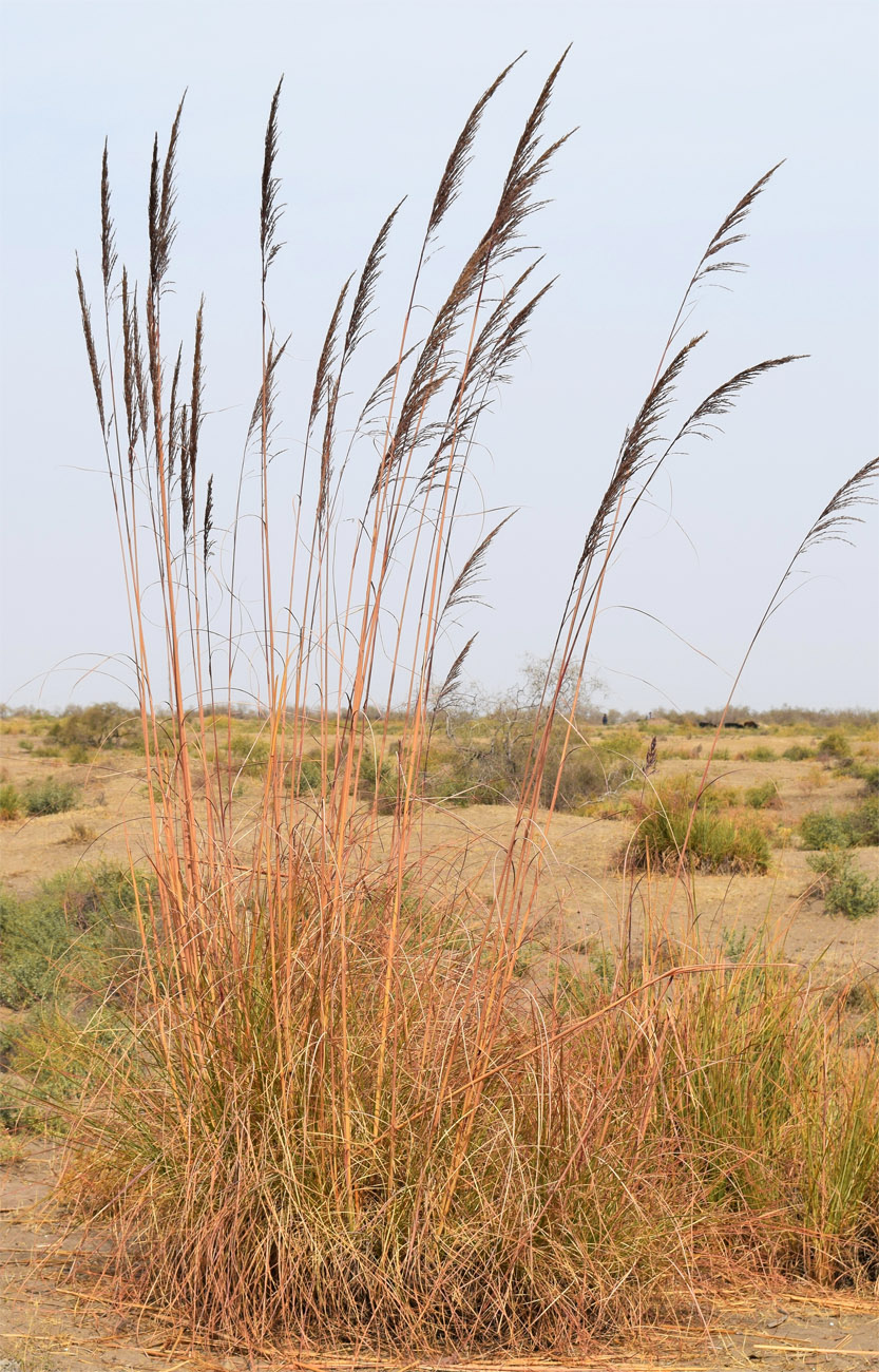 Image of Erianthus ravennae specimen.