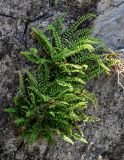 Asplenium trichomanes