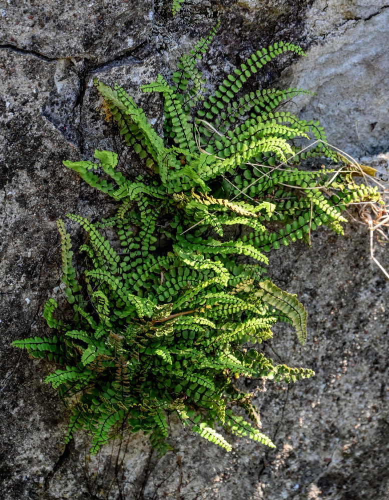 Изображение особи Asplenium trichomanes.