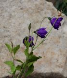 Смотреть изображение Campanula pulla