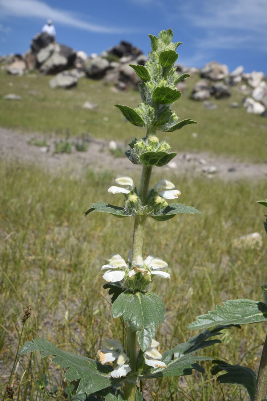 Image of genus Phlomoides specimen.