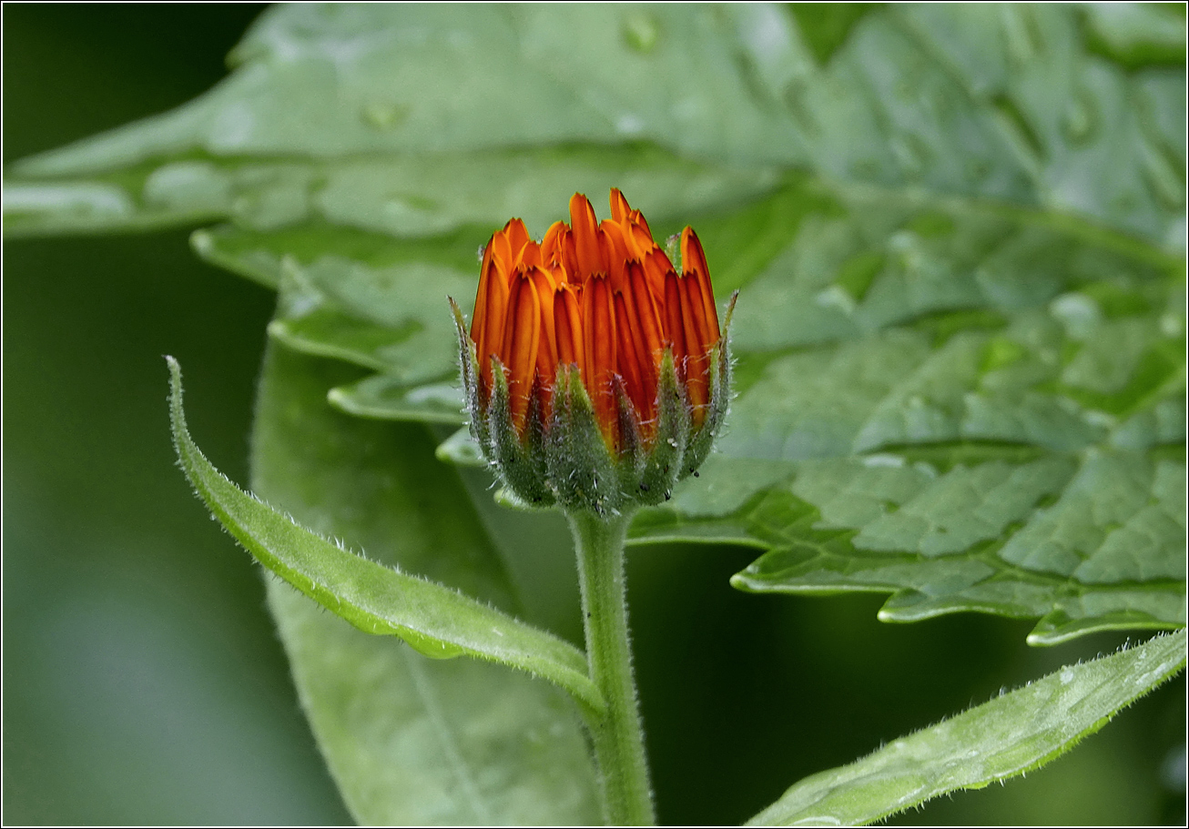 Image of Calendula officinalis specimen.