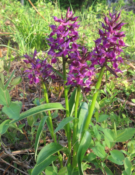 Изображение особи Dactylorhiza aristata.