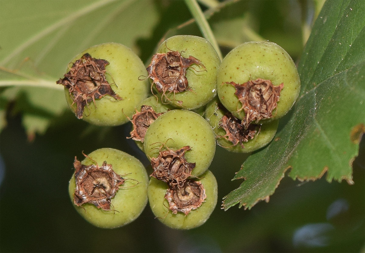 Image of Crataegus macracantha specimen.