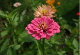 Zinnia elegans