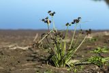Cyperus difformis. Плодоносящее растение. Приморский край, Уссурийский ГО, окр. ж.-д. пл. 9194 км, дол. р. Раздольная на левом берегу, пойма, илистые отложения. 22.09.2025.