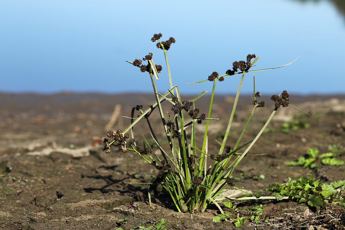 Изображение особи Cyperus difformis.