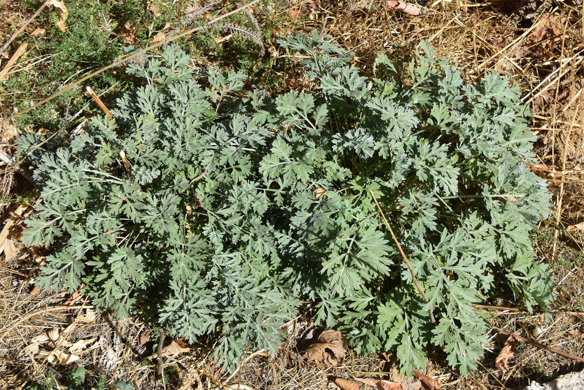 Image of Artemisia vulgaris specimen.