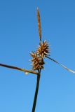 Смотреть изображение Carex flava