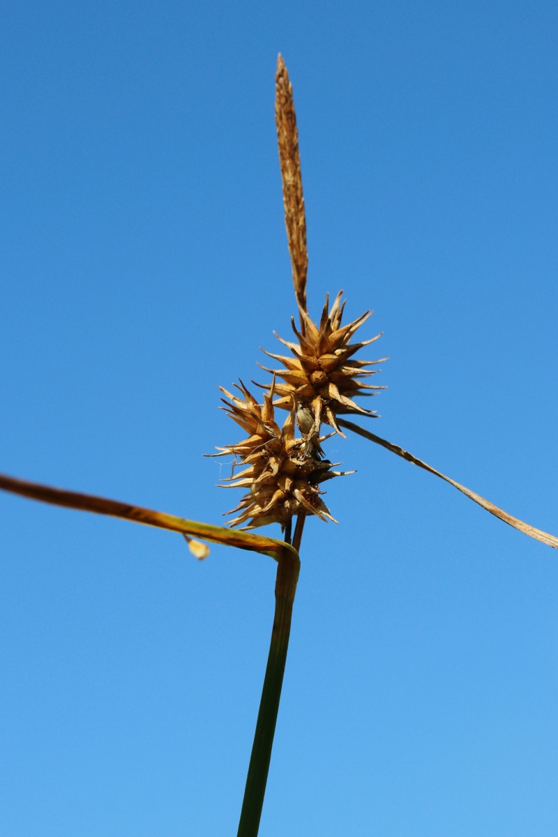 Изображение особи Carex flava.