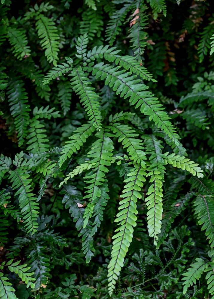 Изображение особи Adiantum hispidulum.