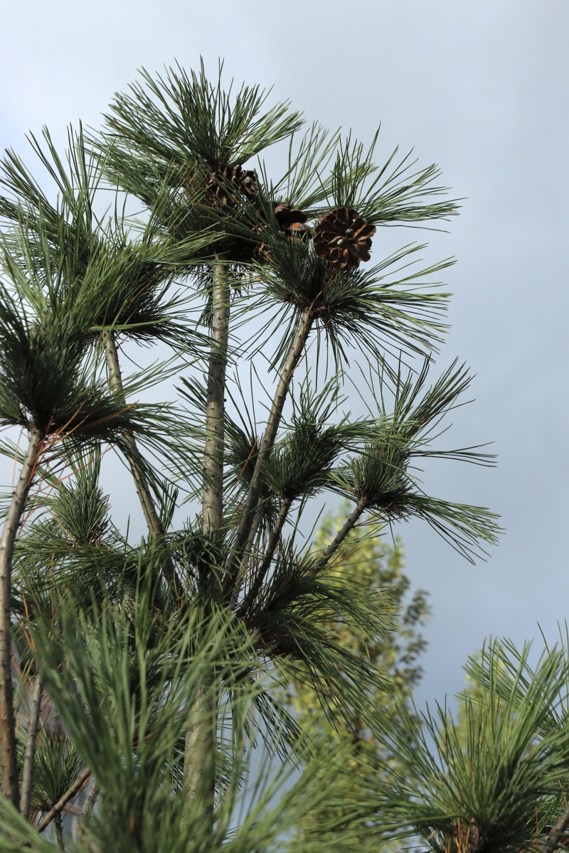 Image of Pinus strobus specimen.