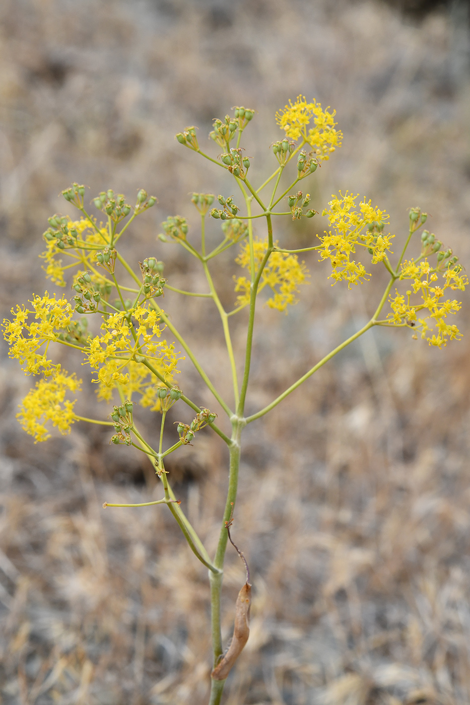Image of Ferula tschuiliensis specimen.