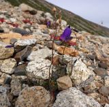 Изображение особи. Автор - Юрий Емельянов