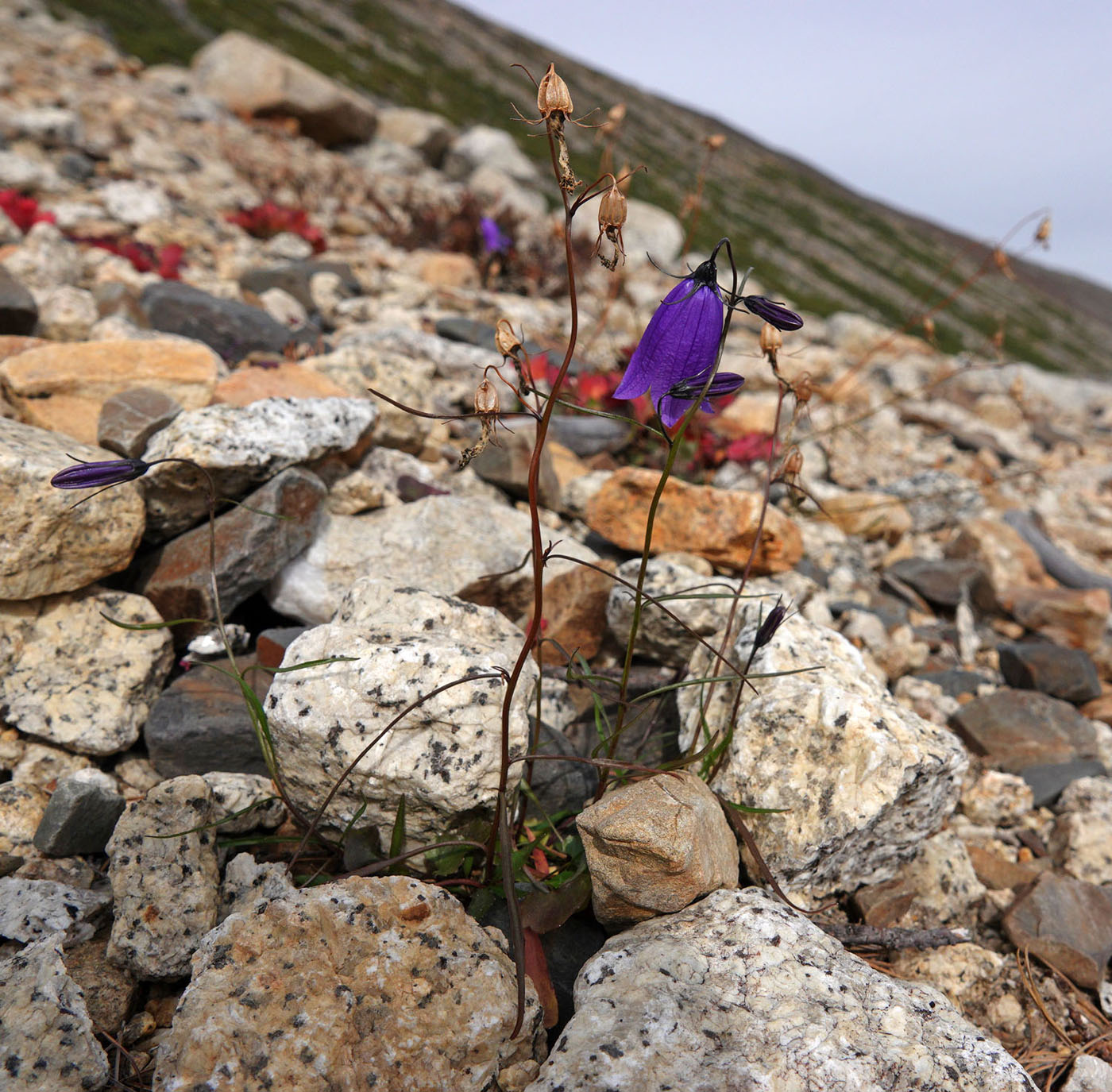 Изображение особи род Campanula.