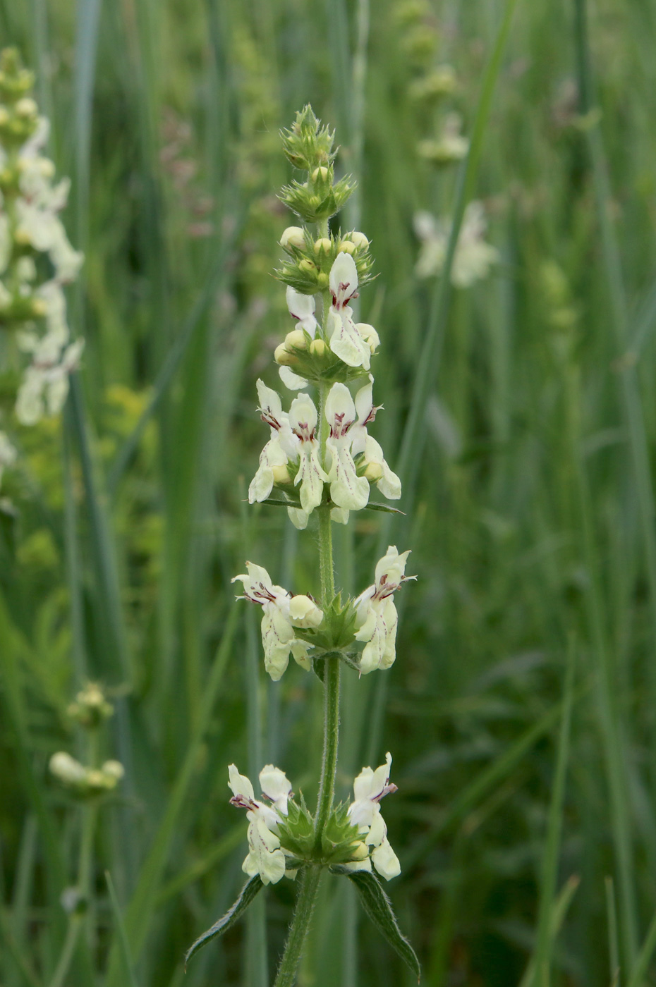 Image of Stachys recta specimen.
