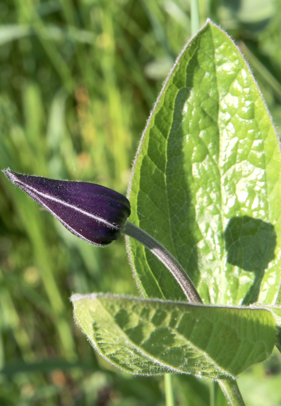 Изображение особи Clematis integrifolia.
