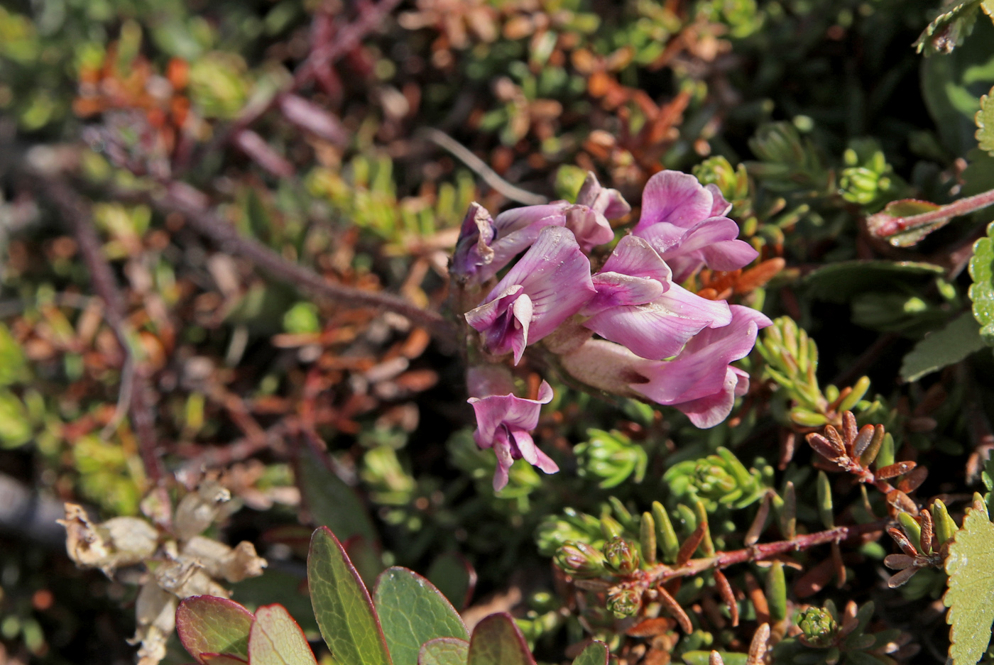 Image of Oxytropis sordida specimen.