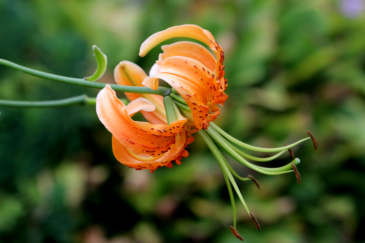 Image of Lilium henryi specimen.