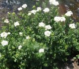 Cardamine uliginosa. Цветущие растения, Азербайджан, Нахчыван, Ордубадский р-н, окр. с. Нюргют, берег оз. Гек-гель. 25.07.2025.