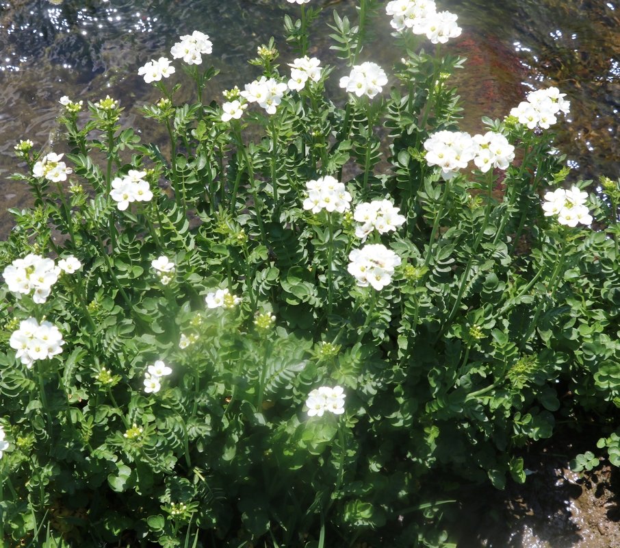 Image of Cardamine uliginosa specimen.