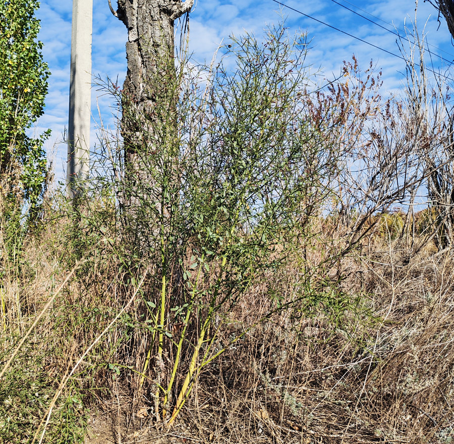 Image of Alhagi pseudalhagi specimen.