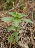 Mercurialis annua. Цветущее растение. Израиль, предгорья Иудеи, сосняк. 12.02.2011.