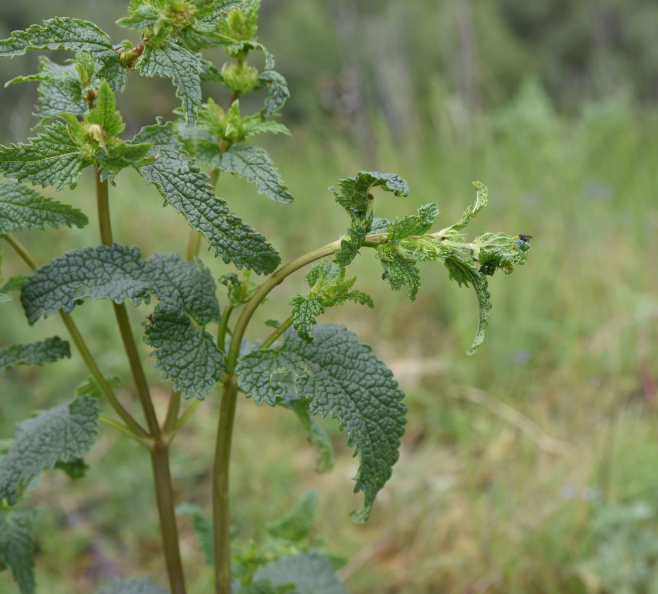 Image of familia Lamiaceae specimen.