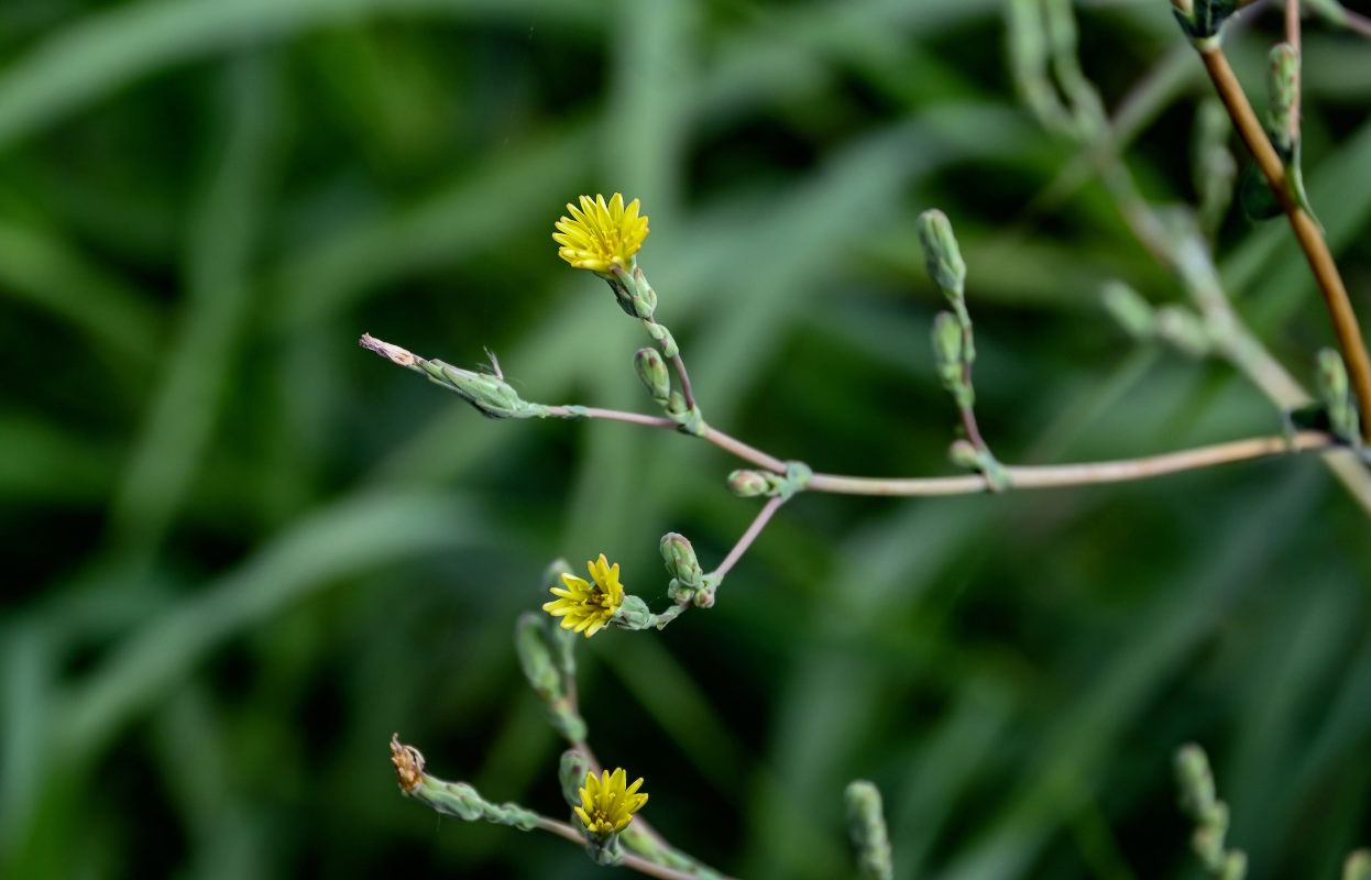 Image of Lactuca serriola specimen.