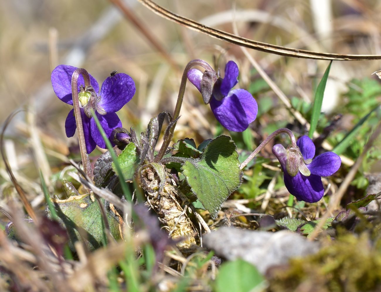 Изображение особи Viola suavis.