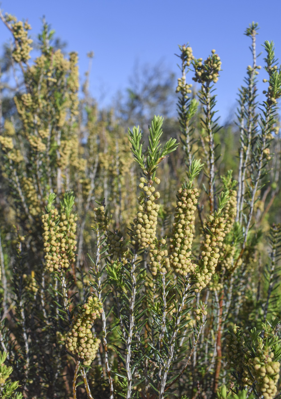 Image of Erica scoparia specimen.