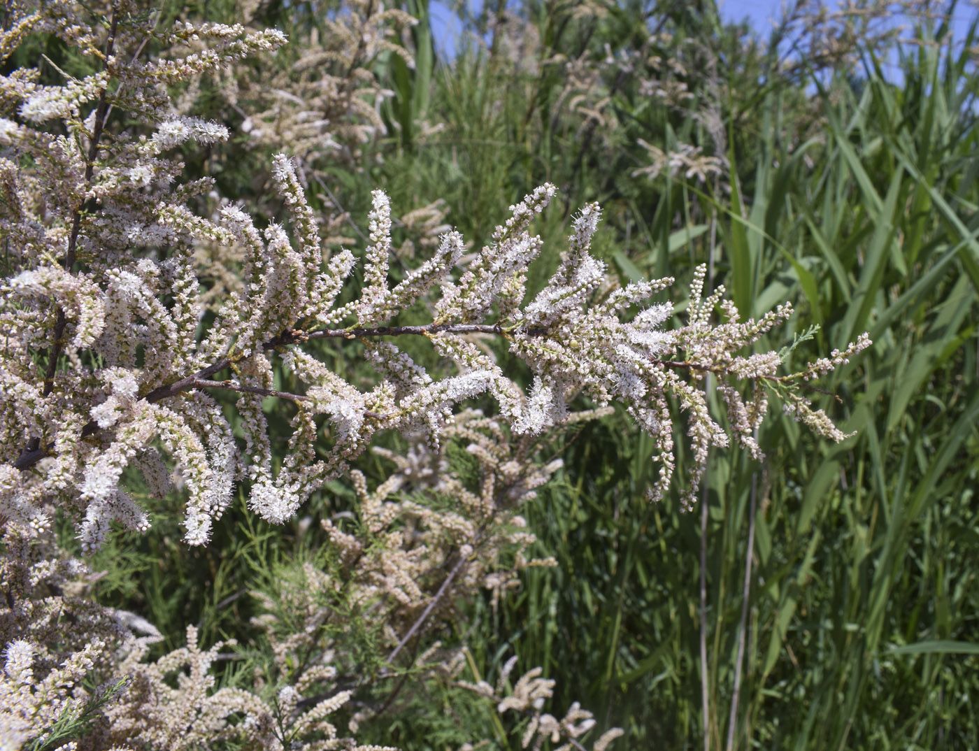 Image of Tamarix africana specimen.
