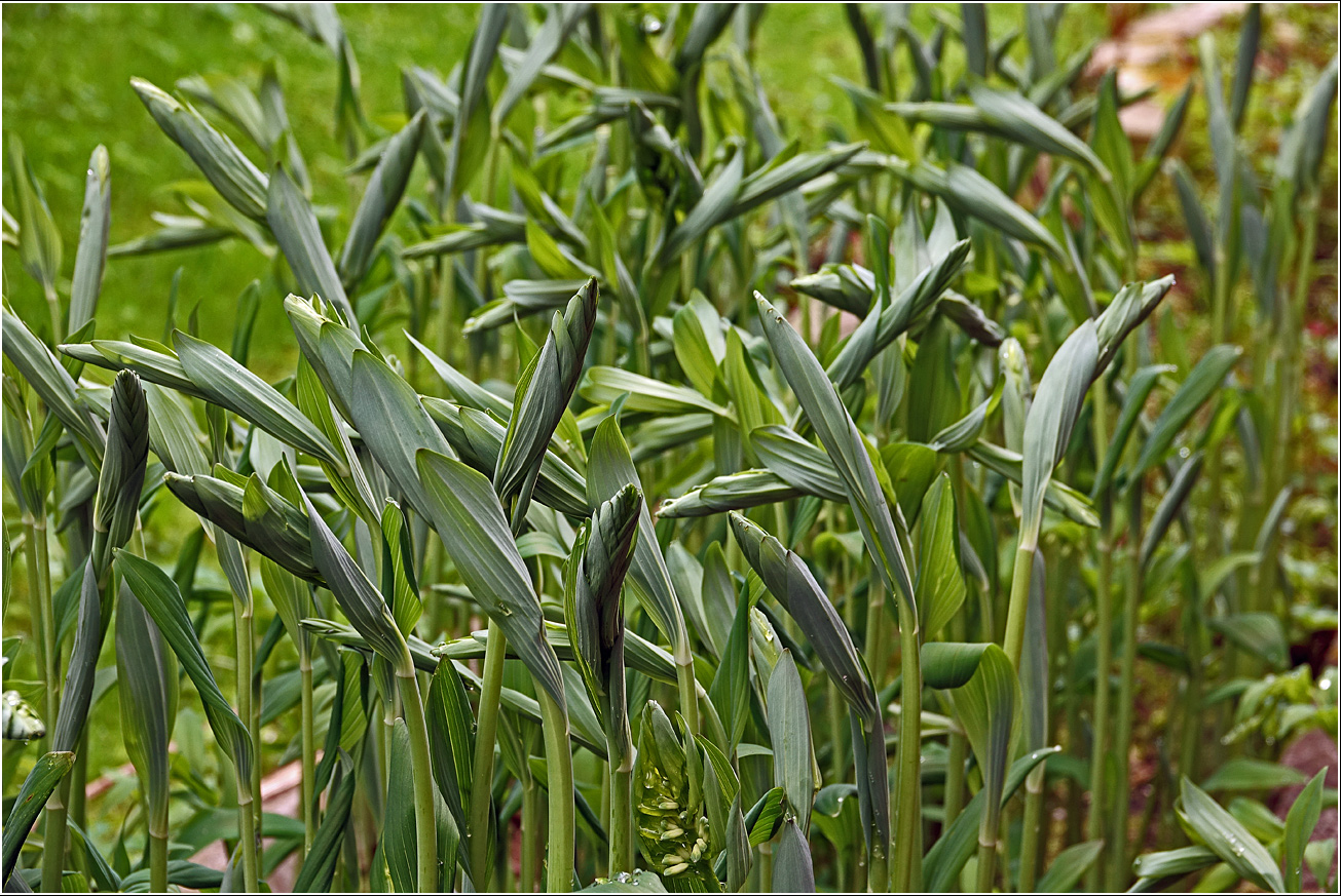 Изображение особи Polygonatum multiflorum.