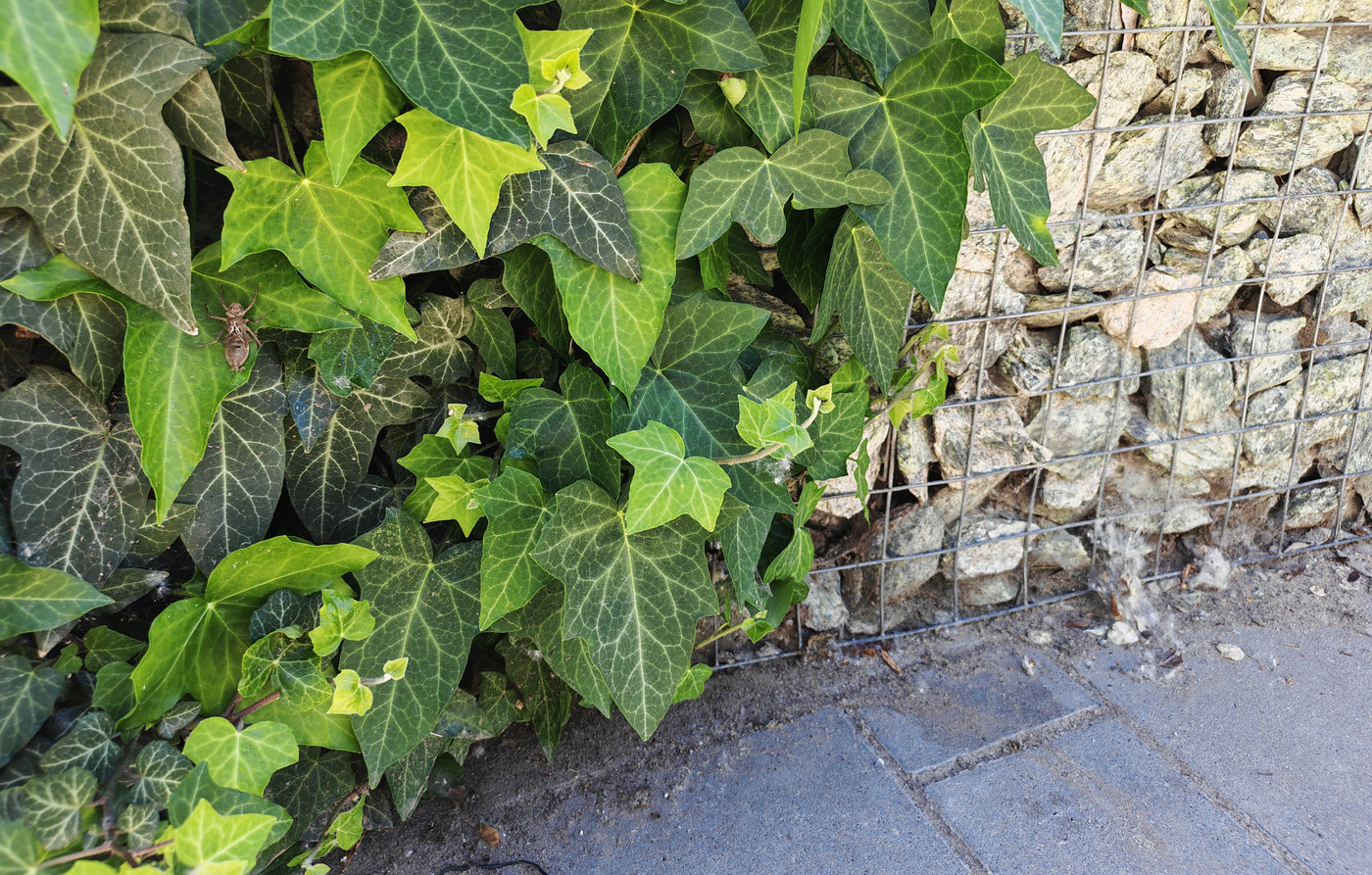 Изображение особи Hedera helix.