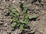Coronopus squamatus. Цветущее и плодоносящее растение. Крым, Байдарская дол., пересохшая вымочка на пастбище. 20.06.2026.