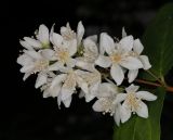genus Deutzia. Соцветие Санкт-Петербург, парк Ботанического сада БИН РАН, в культуре. 28.06.2026.