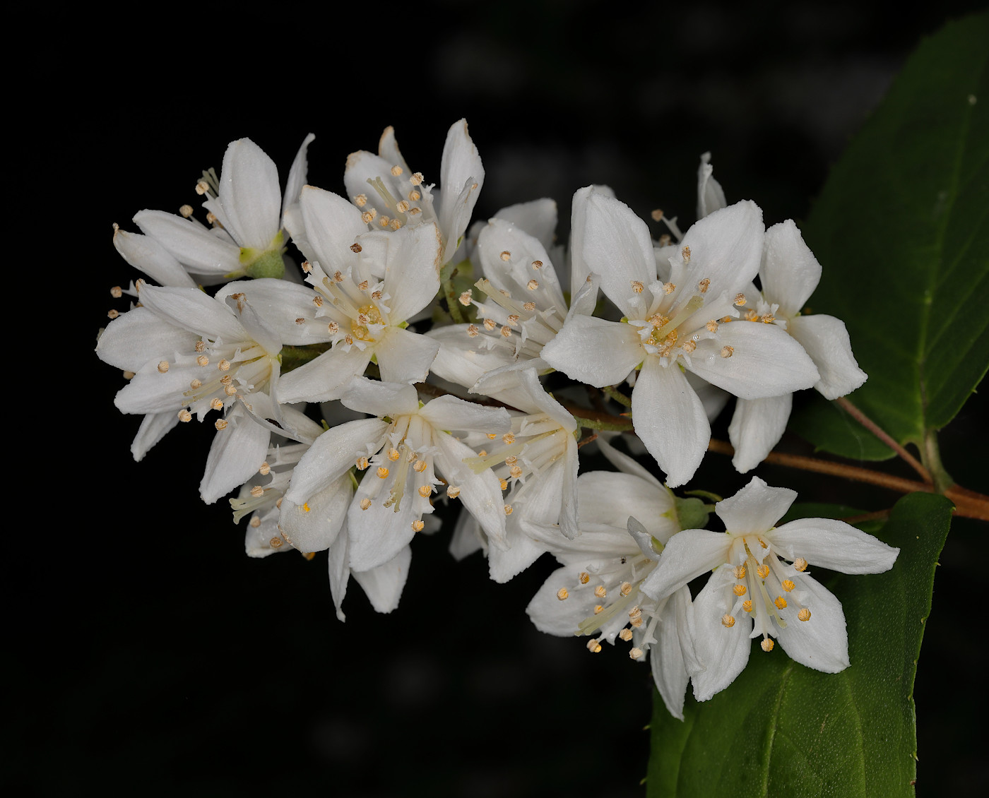 Image of genus Deutzia specimen.