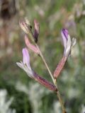 Astragalus pseudotataricus × A. varius
